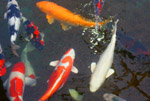 fische